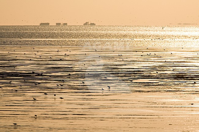 Waddenzee bij Den Oever; Waddensea at Den Oever stock-image by Agami/Marc Guyt,