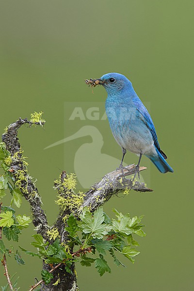Adult male
Kamloops, B.C.
June 2015 stock-image by Agami/Brian E Small,