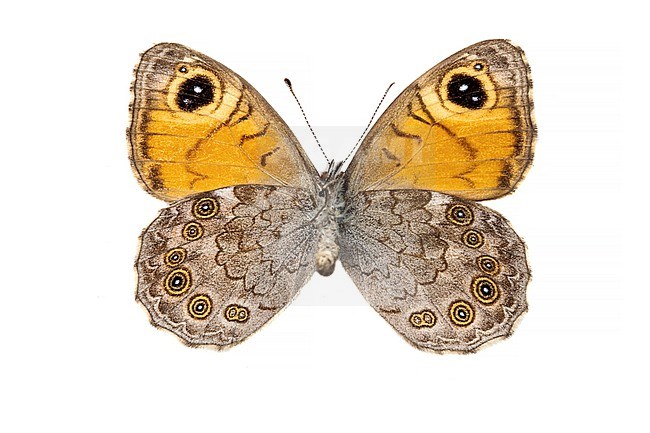 Large Wall Brown, Rotsvlinder; Lasiommata maera f adrasta stock-image by Agami/Wil Leurs,