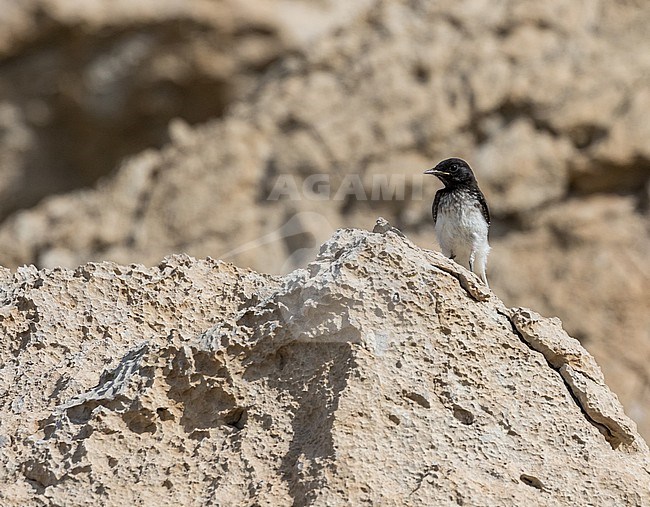 Hume's wheatear (Oenanthe albonigra) in Iran. stock-image by Agami/Pete Morris,