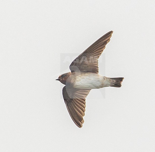First-winter vagrant Cliff swallow (Petrochelidon pyrrhonota) flying over the isle of Corvo in Azores (Portugal), 6 October 2013 stock-image by Agami/Rafael Armada,