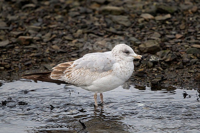 Immature Ring-billed Gull (Larus delawarensis) standing along the shoreline. stock-image by Agami/Hugh Harrop,