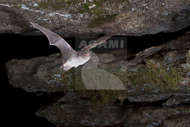 Capaccini's Vleermuis verlaat grot, Long Fingered bat leaving cave stock-image by Agami/Theo Douma,