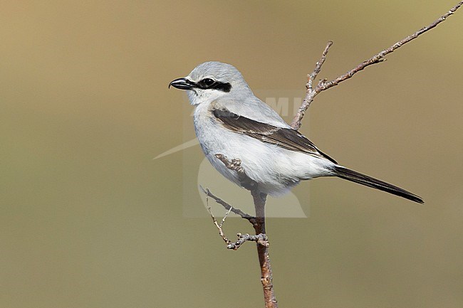 Adult Northern Shrike (Lanius borealis borealis) perched in a small tree on Seward Peninsula, Alaska, USA. stock-image by Agami/Brian E Small,