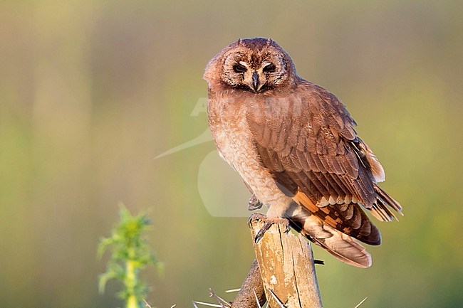 Marsh Owl (Asio capensis tingitanus), adult perched on a post in Morocco stock-image by Agami/Saverio Gatto,