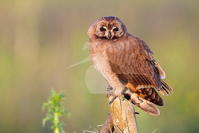 Marsh Owl (Asio capensis tingitanus), adult perched on a post in Morocco stock-image by Agami/Saverio Gatto,