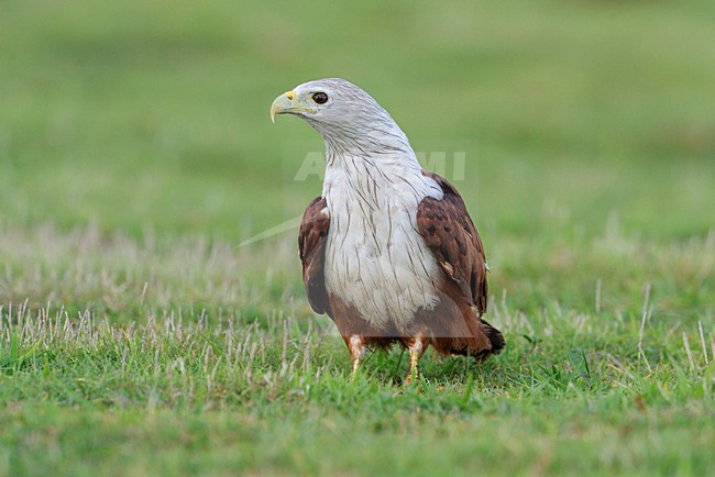 Brahmaanse wouw zittend op de grond; Brahminy Kite perched on the ground stock-image by Agami/Clement Francis,