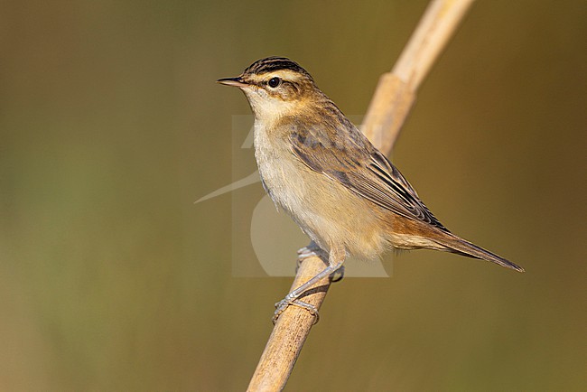 Sedge Warbler, Acrocephalus schoenobaenus, in Italy. stock-image by Agami/Daniele Occhiato,
