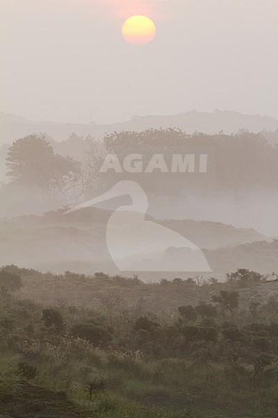 Mist over Berkheide, Fog over Berkheide stock-image by Agami/Menno van Duijn,