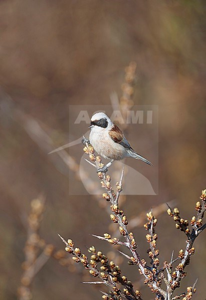 Adult male Penduline Tit (Remiz pendulinus) on the Wadden Island Texel in the Netherlands. stock-image by Agami/Marc Guyt,