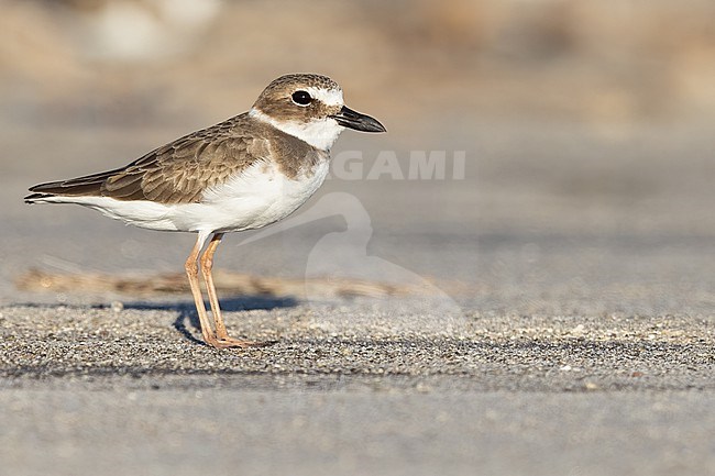 Wilson's Plover (Charadrius wilsonia) in El Salvador stock-image by Agami/Dubi Shapiro,