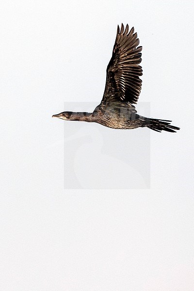Pygmy Cormorant (Microcarbo pygmaeus) at the Bulgarian coast during autumn migration. stock-image by Agami/Marc Guyt,