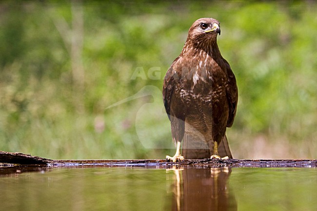 Buizerd bij drinkplaats; Common Buzzard at drinking site stock-image by Agami/Marc Guyt,