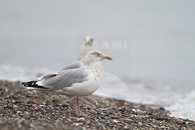 Herring Gull - Silbermöwe - Larus argentatus, Germany, adult stock-image by Agami/Ralph Martin,