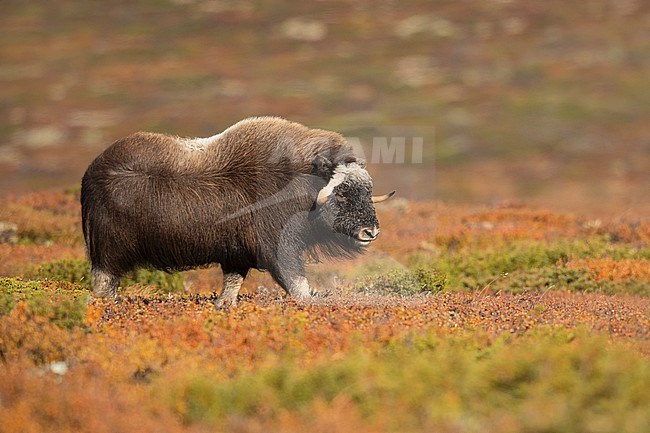 Muskox (Ovibos moschatus) in the Dovrefjell in Norway. Young male walking in autumn colored tundra. stock-image by Agami/Alain Ghignone,