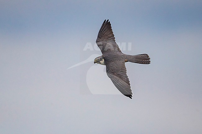 Boomvalk inm vlucht; Northern Hobby in flight stock-image by Agami/Daniele Occhiato,