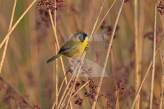 Black-polled Yellowthroat (Geothlypis speciosa speciosa) male perched on a rush stem in a swamp near Mexico City in Mexico. This species is categorized as Vulnerable by BirdLife International. stock-image by Agami/Andy & Gill Swash ,