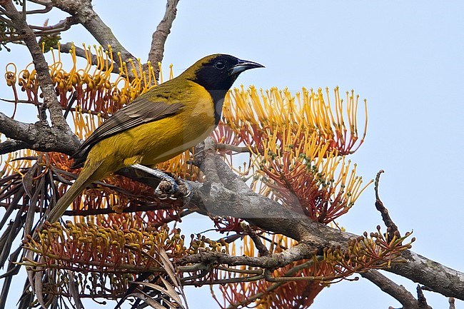 Bar-winged Oriole (Icterus maculialatus) perched on a branch in a moist montane rainforest in Guatemala. stock-image by Agami/Dubi Shapiro,