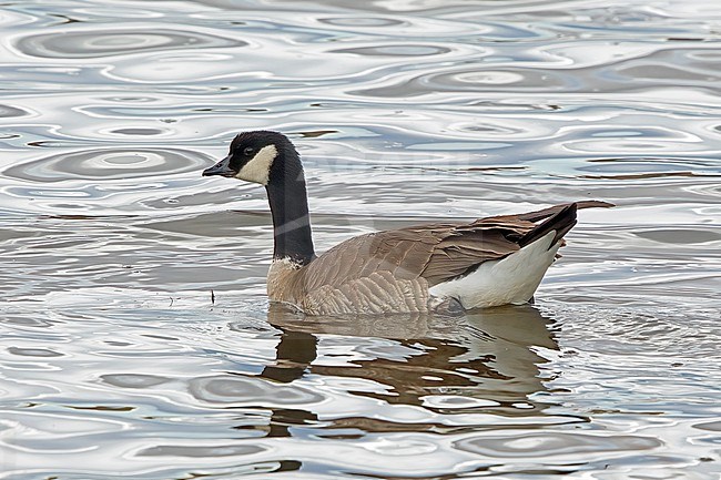 Adult Cackling Goose, Branta hutchinsii hutchinsii resting on water in Colorado stock-image by Agami/Nigel Voaden,