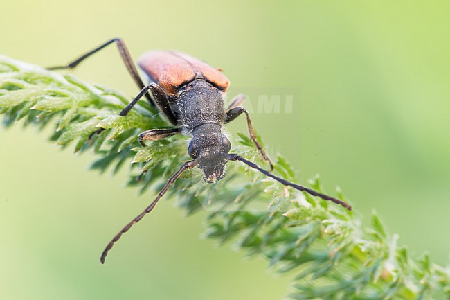 Anastrangalia reyi - Gebirgs-Halsbock, Germany (Baden-Württemberg), imago, female stock-image by Agami/Ralph Martin,