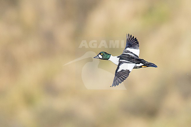  stock-image by Agami/Menno van Duijn,