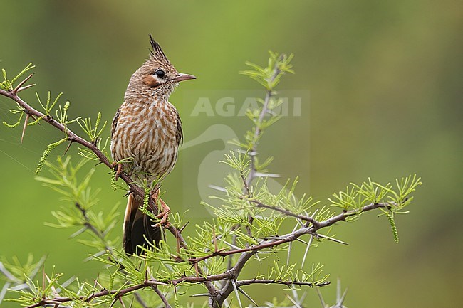 Lark-like Brushrunner (Coryphistera alaudina) Perched on a branch in Argentina stock-image by Agami/Dubi Shapiro,