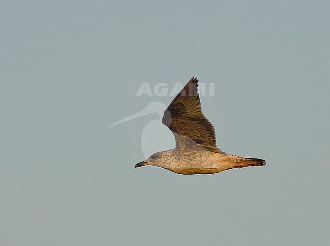 Second calender year Lesser Black-backed Gull (Larus fuscus) along the coast in western sahara, Morocco, during spring. Showing under wing pattern. stock-image by Agami/Rafael Armada,