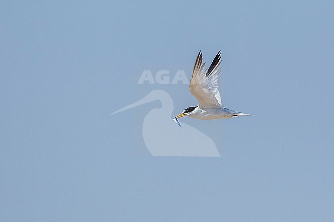 Saunders's Tern, Sternula saundersi, in Egypt. Adult in flight. stock-image by Agami/Vincent Legrand,