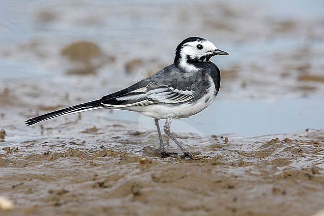 First summer male Pied x White Wagtail hybrid  (Motacilla alba yarrellii x alba) sitting on a small pool in Tour & Taxi, Brussels, Brabant, Belgium. stock-image by Agami/Vincent Legrand,