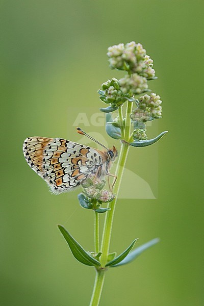 Glanville Fritillary resting on small plant in Mercantour in France. stock-image by Agami/Iolente Navarro,