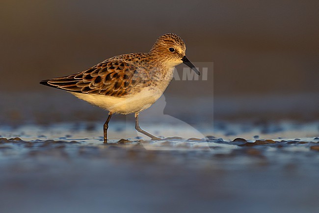 Migrant Little Stint (Calidris minuta) in Italy. stock-image by Agami/Daniele Occhiato,