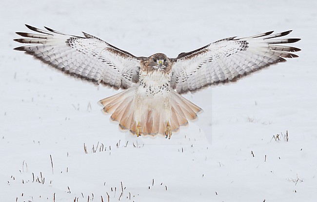 manual updated stock-image by Agami/David Hemmings,