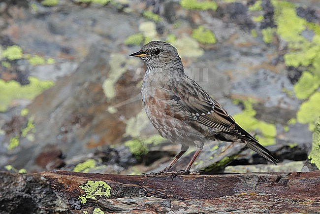 Alpine Accentor (Prunella collaris). Side view of an adult bird perched on rocks in French Pyrenees. stock-image by Agami/Sylvain Reyt,