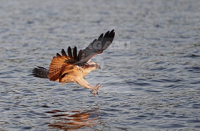 Osprey, Pandion haliaetus, adult fishing at Lake Mälaren, Sweden. With talons stretched out to catch a fish. stock-image by Agami/Helge Sorensen,