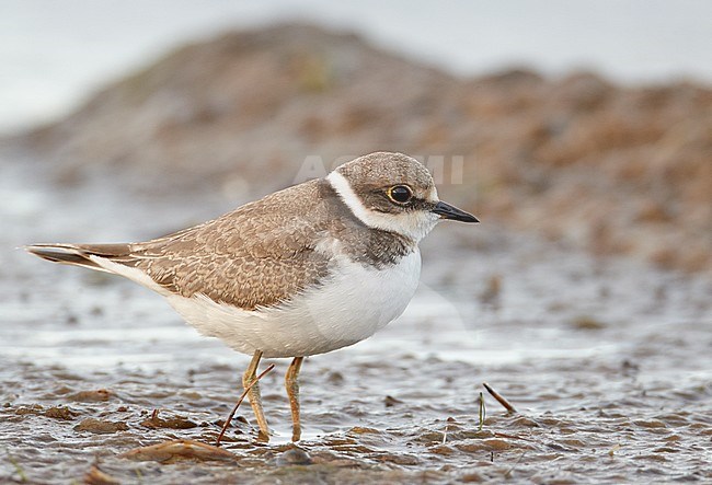 Little Ringed Plover juv. (Chardrius dubius) UtÃ¶ Finland July 2011 stock-image by Agami/Markus Varesvuo,