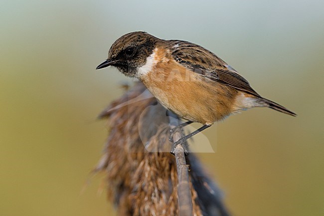 Volwassen mannetje Roodborsttapuit; Adult male European Stonechat stock-image by Agami/Daniele Occhiato,