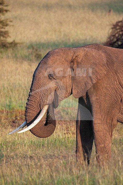 Portrait of an African elephant, Loxodonta africana, eating. Masai Mara National Reserve, Kenya. stock-image by Agami/Sergio Pitamitz,