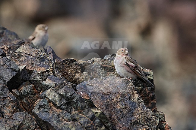 Adult Mongolian Finch (Bucanetes mongolicus) perching on a rock stock-image by Agami/Mathias Putze,