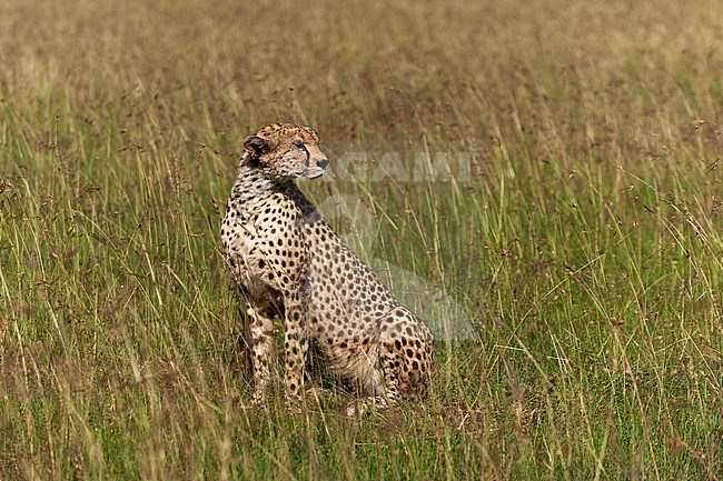 Portrait of a cheetah, Acinonyx jubatus, in tall savanna grasses. Masai Mara National Reserve, Kenya. stock-image by Agami/Sergio Pitamitz,