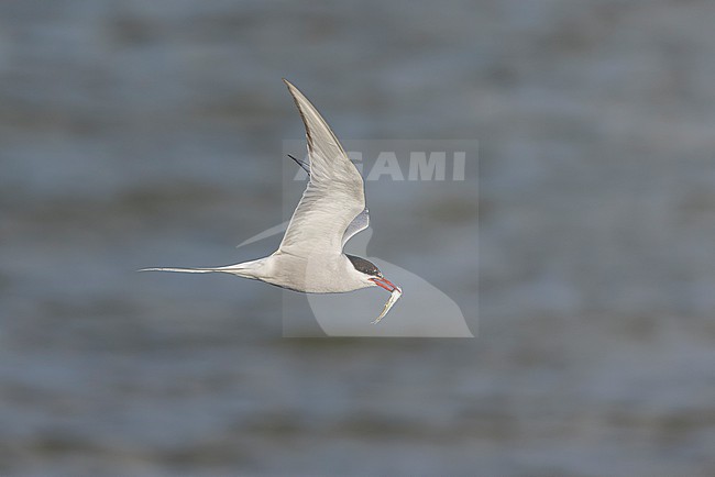 Adult Arctic Tern (Sterna paradisaea) in flight holding a fish crosswise the bill. stock-image by Agami/David Monticelli,
