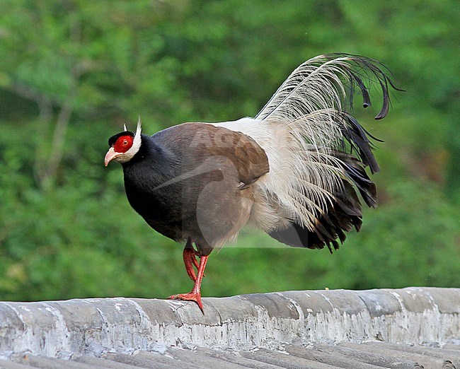 Male Brown eared pheasant (Crossoptilon mantchuricum) stock-image by Agami/Pete Morris,