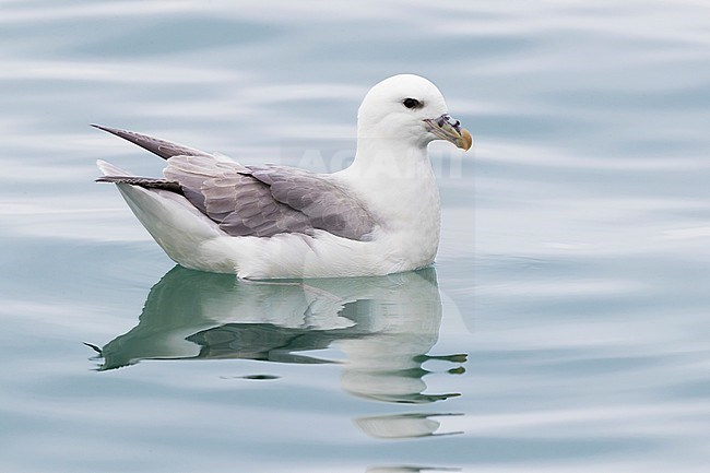 Northern Fulmar (Fulmarus glacialis auduboni), adult swimming stock-image by Agami/Saverio Gatto,