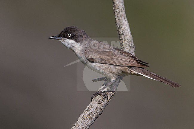 Westelijke Orpheusgrasmus; Western Orphean Warbler stock-image by Agami/Daniele Occhiato,