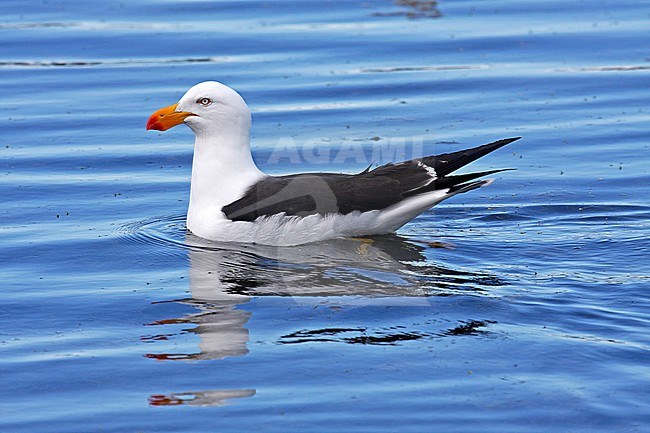 Adult Pacific gull (Larus pacificus) swimming in the sea in southern Australia. stock-image by Agami/Pete Morris,
