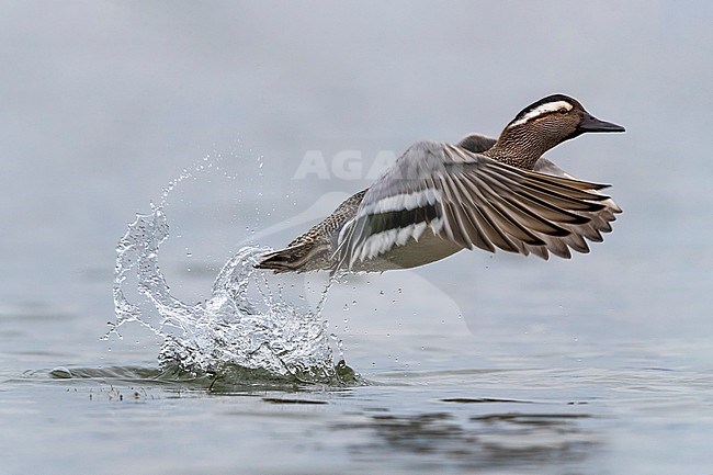Male Garganey male in flight. stock-image by Agami/Daniele Occhiato,