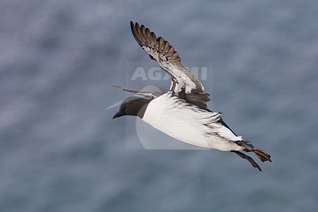 Zeekoet, Common Murre, Uria aalge stock-image by Agami/Jari Peltomäki,