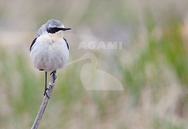 Mannetje Tapuit zittend op een stok; Male Northern Wheatear perched on a stick stock-image by Agami/Markus Varesvuo,