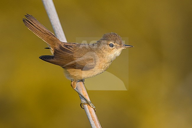 Eurasian Reed Warbler (Acrocephalus scirpaceus) perched on a small branch in Italy. stock-image by Agami/Daniele Occhiato,