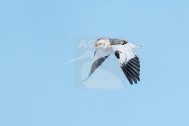 Snow Bunting (Plectrophenax nivalis) flying agains blue sky in its wintering habitat in Canada. stock-image by Agami/Marcel Burkhardt,
