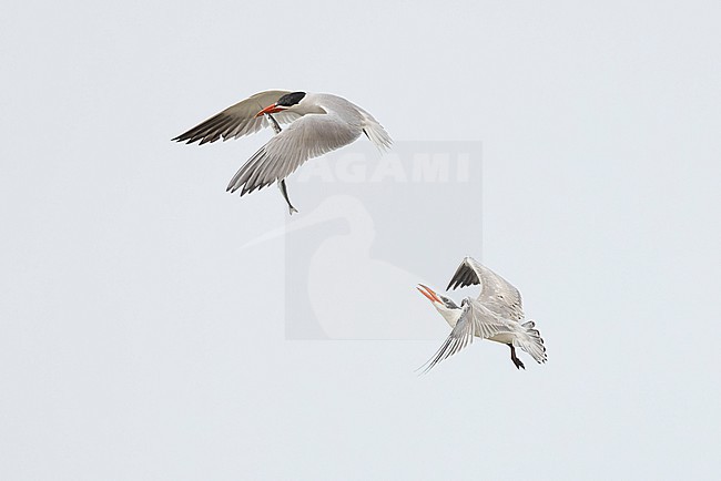 Two Caspian Terns (Hydroprogne caspia) in flight, including an adult with a halfbeak (hemiramphidae) fish in the bill and an immature begging for the fish. stock-image by Agami/David Monticelli,